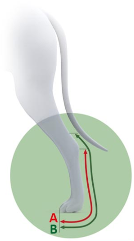 dlaha zadní noha sketch